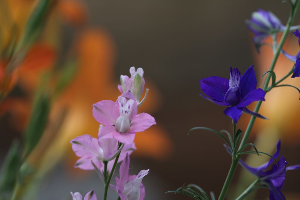 Delphinium ajacis  / Speronella Fior-cappuccio